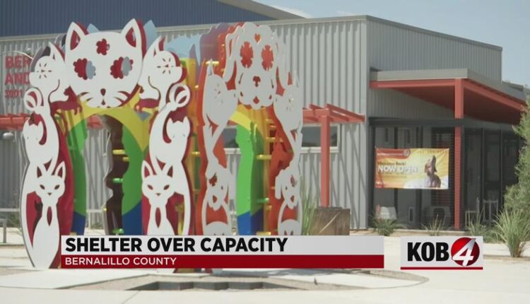 Bernalillo County animal shelter sees influx of returned pets