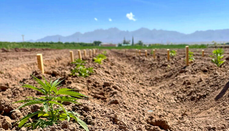 Hemp_plants-scaled.jpg