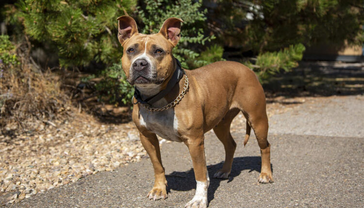 Yessenia the Pit Bull, seen at an animal shelter in Albuquerque, while recovering from a gunshot wound 