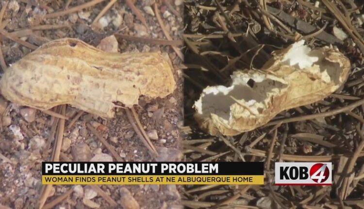 Albuquerque woman solves nutty problem