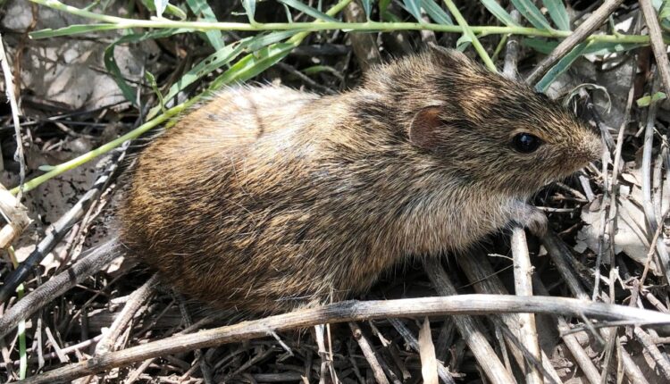 New Mexico kids are discovering new species of rodents

