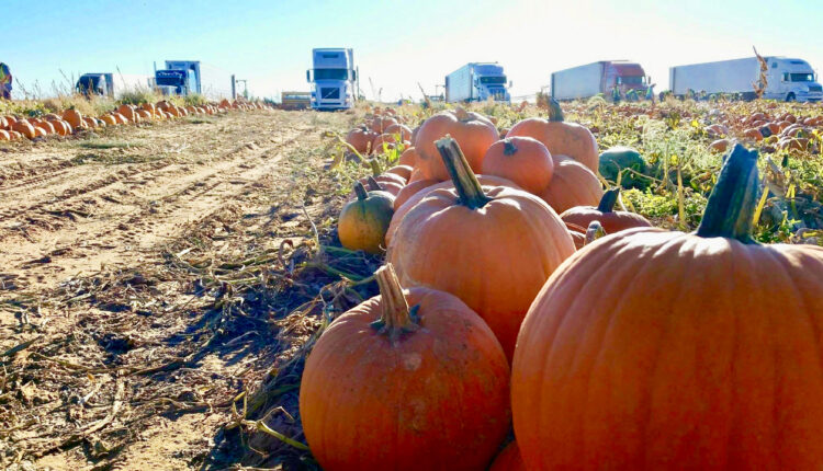 Pumpkin-farm.jpg