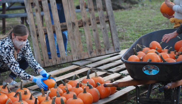 Austin's Pumpkin Field Economy - Axios Austin

