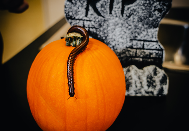 halloween__pumpkin.png