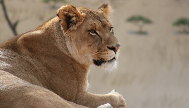 ABQ BioPark continues to receive prestigious AZA accreditation - City of Albuquerque

