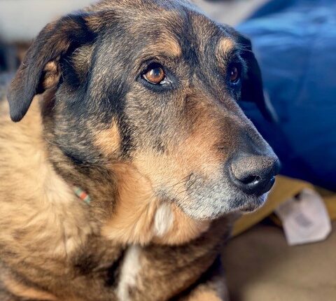 2021 will be a challenging year for New Mexico animal shelters

