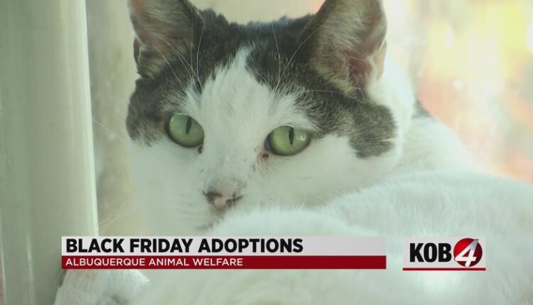 Albuquerque animal shelter hosts Black Friday pet adoption event