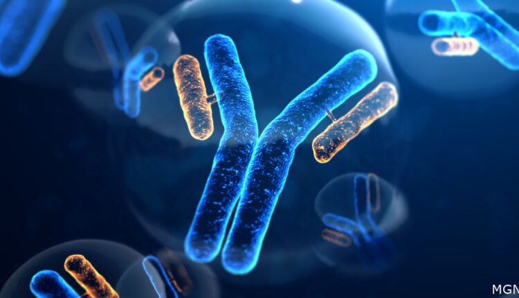 Antibodies are Y-shaped protein used by the immune system to neutralize pathogens such as pathogenic bacteria and viruses.