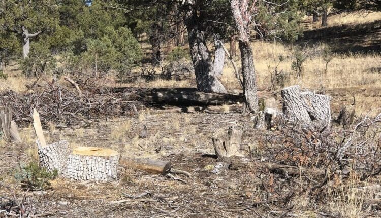Old Juniper Trees Illegally Pruned in New Mexico Memorial

