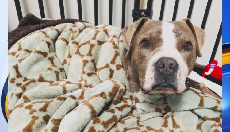 This holiday season, support local dogs with NMDOG Giving Tree, Jordan's Way fundraiser


