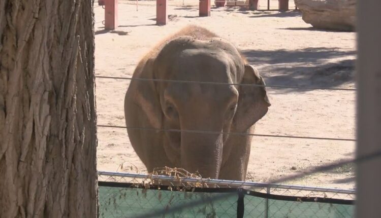 Thorne the Elephant at Albuquerque BioPark tested positive for herpes virus

