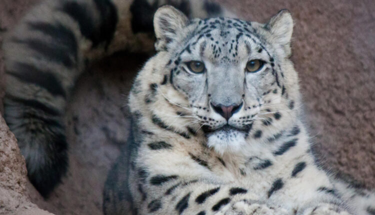 The zoo's animal community sees birth, death

