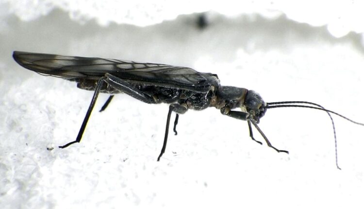   OUT WEST RECORDING |  Rare insects need snowfields;  Utah Park requires timed tickets |  Messages


