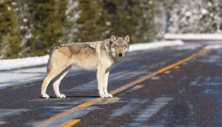 Calls to relist continue after 20 Yellowstone wolves killed in first part of season