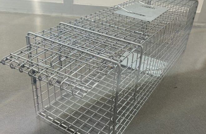 Cat traps can be picked up at the East Mesa Public Safety Building, 550 N. Sonoma Ranch Blvd, between 8:00 a.m. and 5:00 p.m