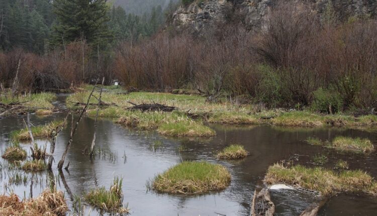 The green amendment goes before the legislature again

