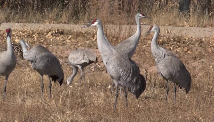 Sights and Sounds: Sandhill cranes in Albuquerque

