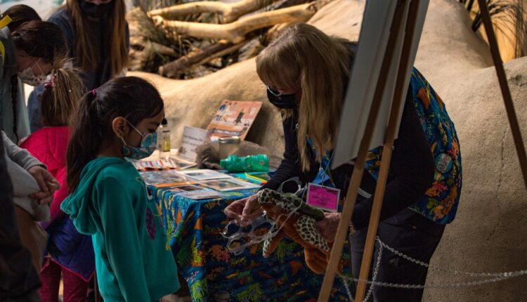 The BioPark Aquarium is celebrating the 25th Anniversary of Sea Turtle Awareness Day


