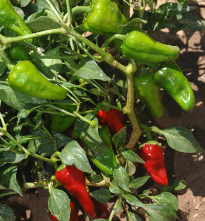 NMSU to host hybrid conference in New Mexico and Chile on February 1st

