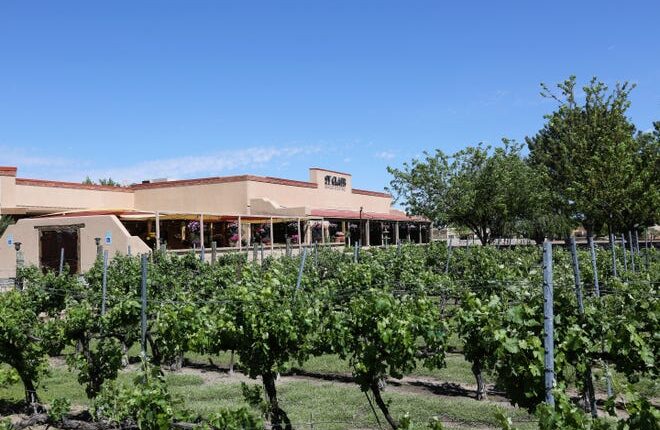 Grape plants grow outside of DH Lescombes Winery and Bistro, formerly known as St Clair, and are pictured in this April 26, 2019 file photo.