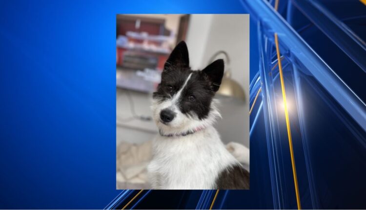 Dog lost 101 days in Las Cruces reunited with his family

