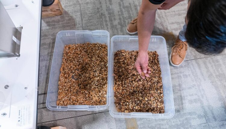 Cultivating New Mexico's pecan industry
