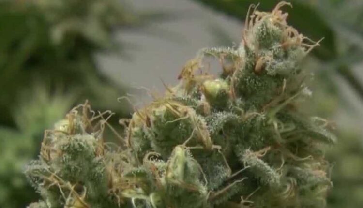 Albuquerque city council debates how marijuana should be enforced

