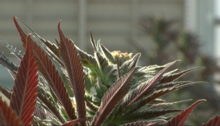 Cannabis growers won't have access to water in Elephant Butte Irrigation District
