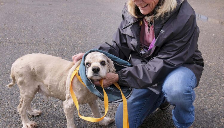 Volunteers get their 'dog fix'
