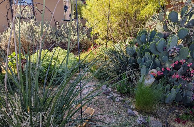A native plant and drought-tolerant yard doesn't have to be just rocks.  Las Cruces Utilities' Water Conservation Steering Committee member Dael Goodman's yard is lush and lean on water usage.