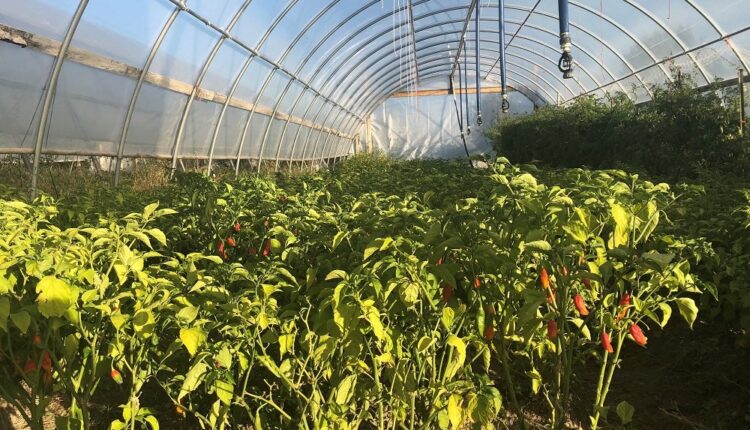 This organic chile operation is one of the many that may be found in New Mexico.