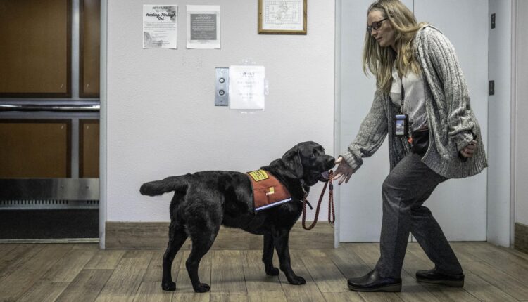 Editorial: No waiting until August for dog days of Albuquerque
