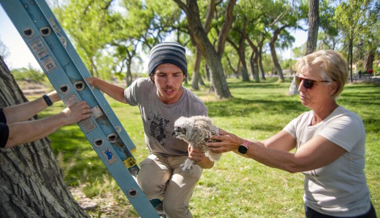 Neighbors try to reunite fallen owlet with nearby parents in bosque
