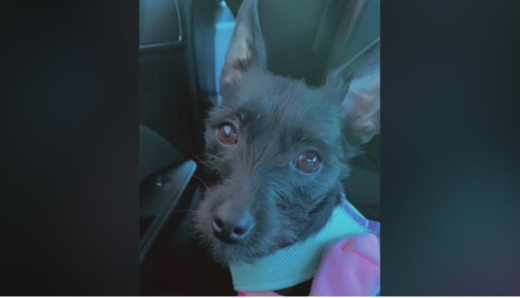 Therapy dog ​​killed by speeder in Westgate community
