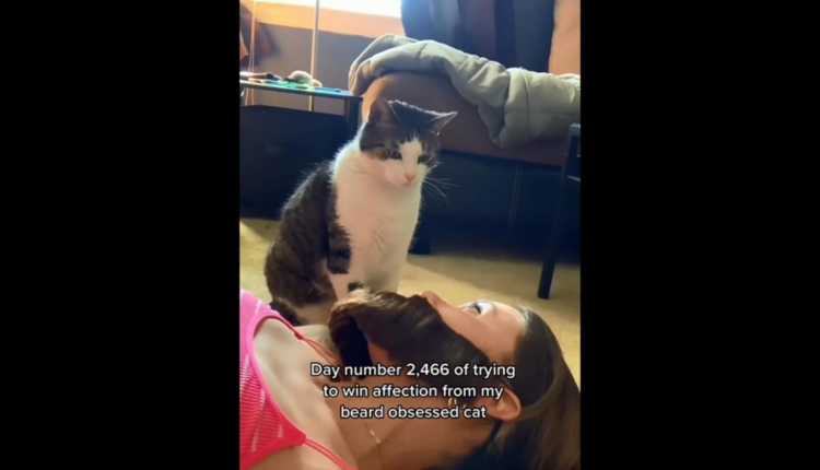  Woman tries winning affection from 'beard obsessed' cat by wearing a fake one |  trending
