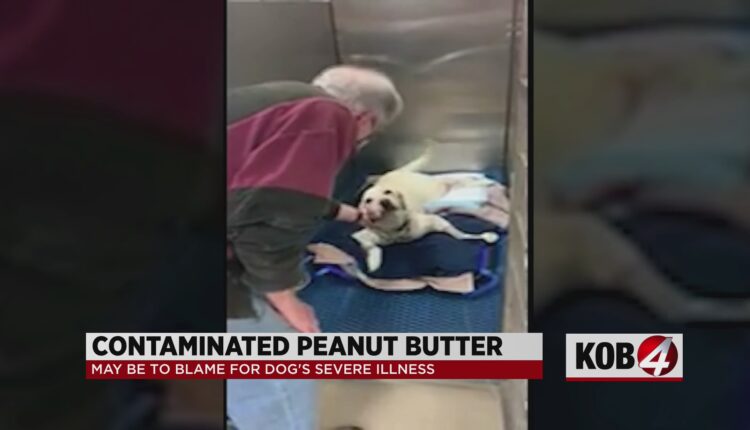 Albuquerque dog owner claims Jif peanut butter made his dog ill
