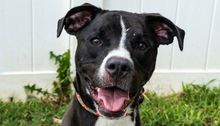 dog-Names-debrah-kb-2×1-2-220524-e853af.jpg
