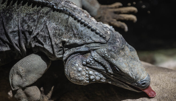 Don't feel blue about these iguanas
