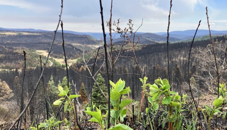 Grasses sprout in fresh burn scars as residents get their bearings