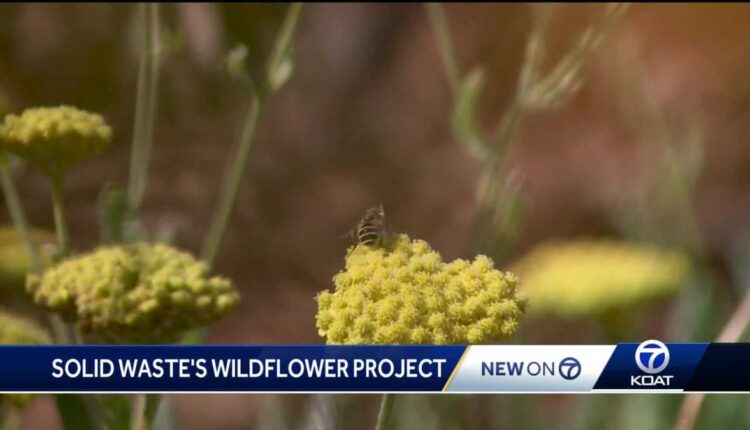 A look at Albuquerque Solid Waste's Wildflower Project

