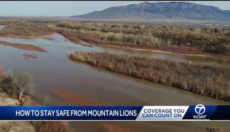 Mountain lion spotted in Albuquerque neighborhood
