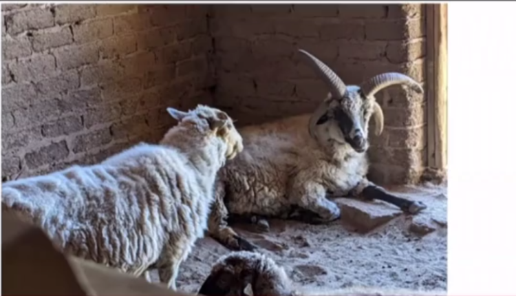 Albuquerque city councilor claims animals are being neglected at Biopark
