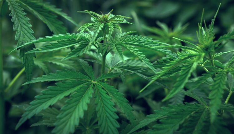 Cannabis shops asking Albuquerque for exemption to open near other shops
