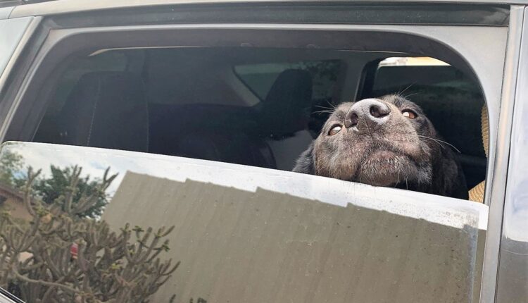 Leaving a dog alone in a vehicle in the hot sun for any amount of time can be dangerous.