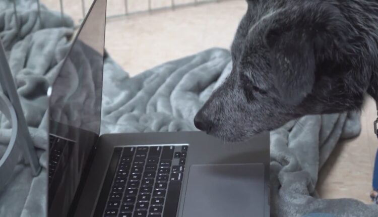 Dog missing for 11 months to be reunited with Santa Fe family