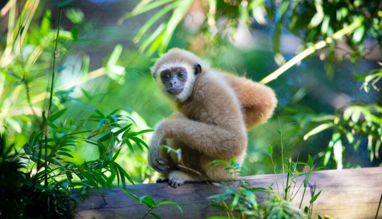 Santa Fe Zoo celebration of Zookeeper Week highlighted how much zoos have changed