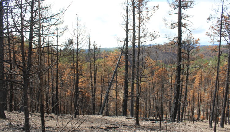 Southern NM ranchers looking for help with Gila rehab and property damage