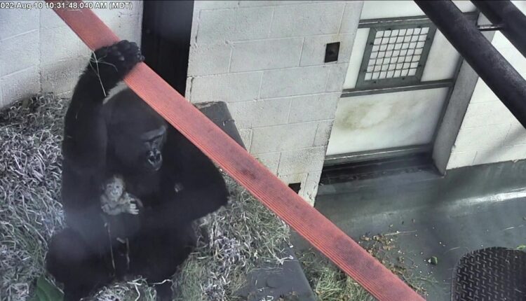 Video shows Albuquerque gorilla birthing newborn
