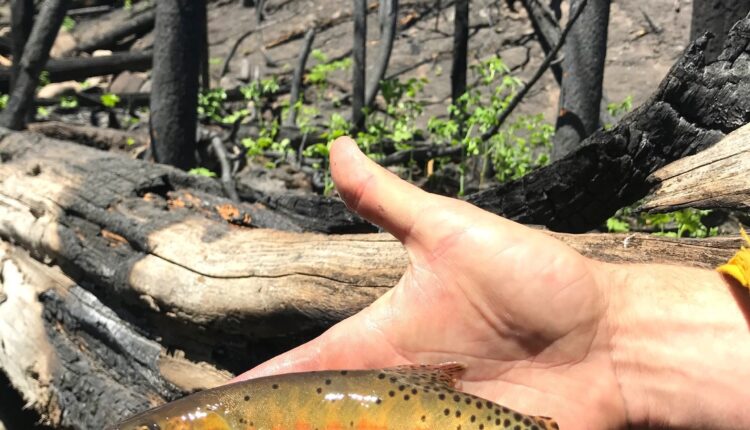 A trying time for trout

