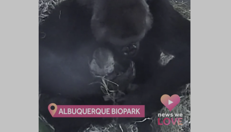 Baby gorilla born at Albuquerque BioPark
